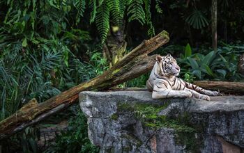 Singapore Zoo