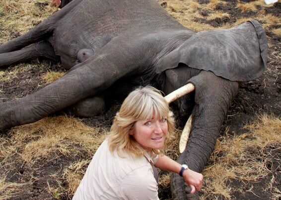 Elephan being cared for after darting by Sue Watt