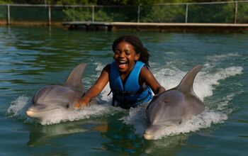 Swim with dolphins, Dolphin Research Center, Florida [captive]