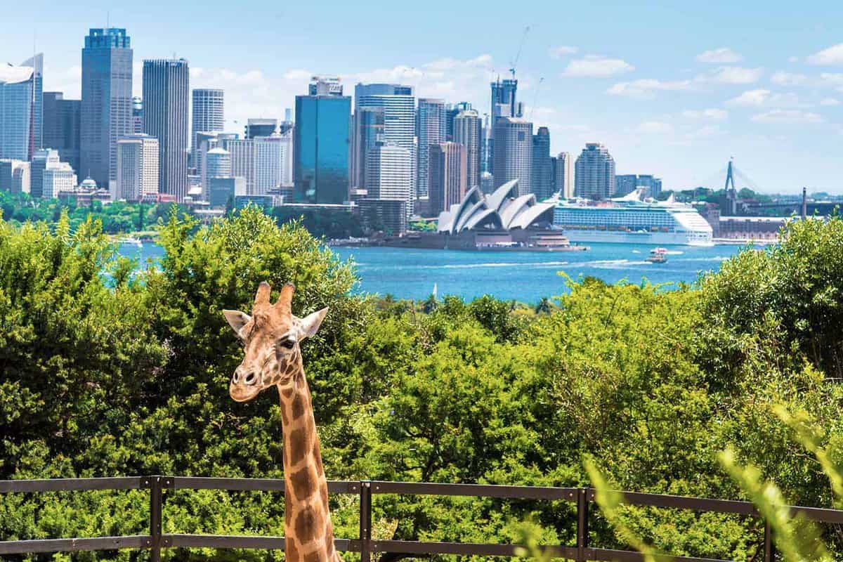 The head of a giraffe in front of the harbour and city skyline.