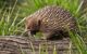 A close-up of a hedgehog on a log.