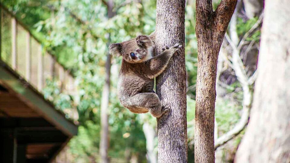 A koala hugging a tree.