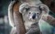 A close-up of a koala hugging a tree.