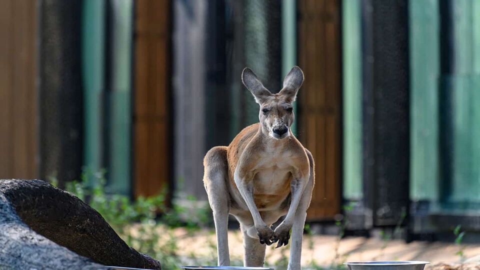A kangaroo looking at the camera.