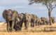 heard of elephants walking in a line through dry savannah