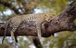 leopard sleeping on a tree branch