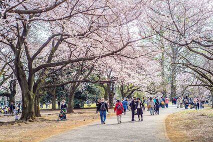 Cherry Blossoms at Shinjuku Gyoen Park