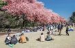 Cherry blossoms festival in the Shinjuku Gyoen National Gardens. Shinjuku Gyoen is a large park with an eminent garden in Shinjuku and Shibuya.