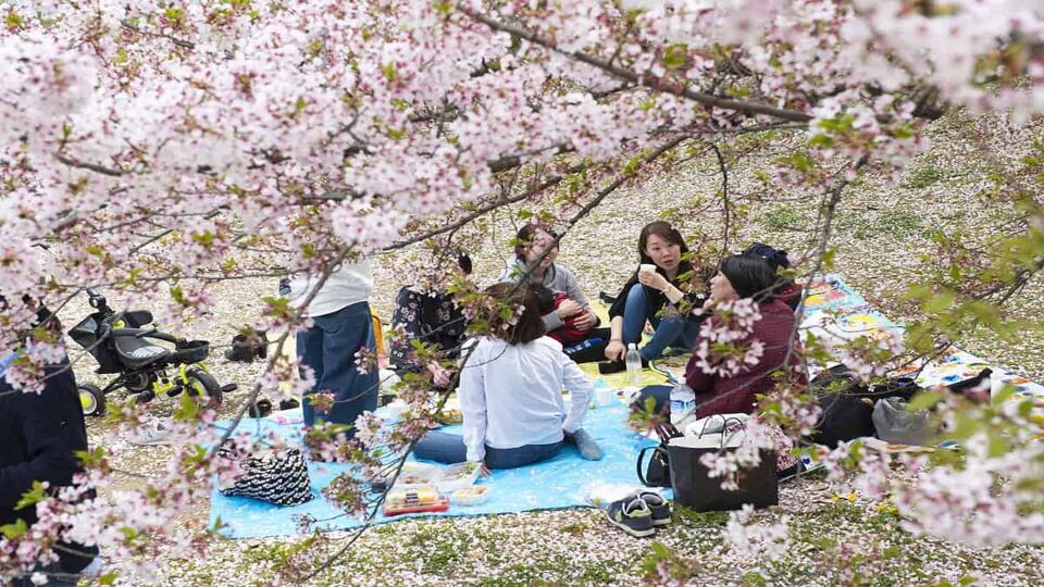 Japanese people sitting on the ground in Hanami festival among cherry blossom,sakura