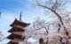 Cherry blossoms at Ueno Park