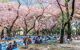 Cherry blossoms at Ueno Park