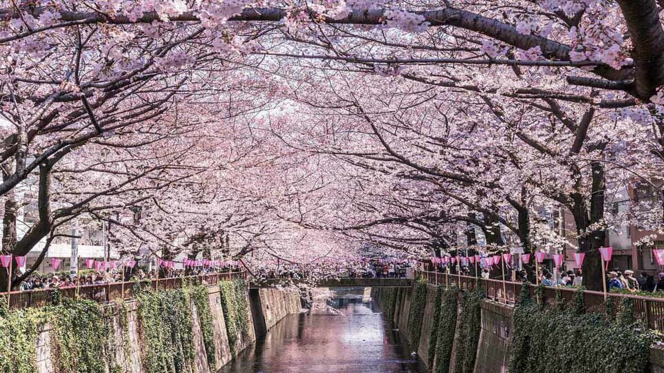 Cherry Blossoms at Nakameguro
