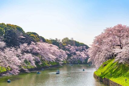 Cherry blossoms around Chidorigafuchi, Tokyo, Japan. The northernmost part of Edo Castle is now a park name Chidorigafuchi. People boating and enjoy at sakura cherry blossom at Chidorigafuchi Park.