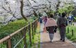 Chidorigafuchi Park during cherry blossom season.