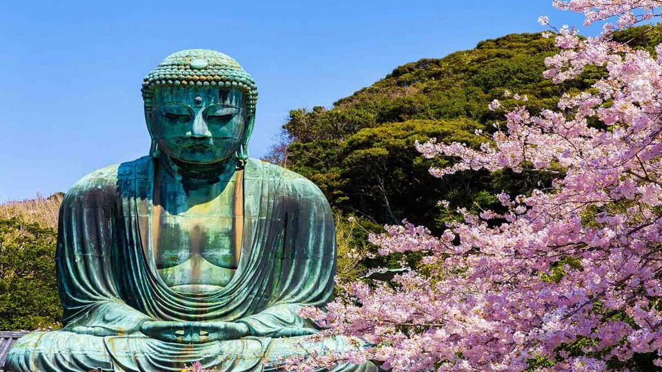 The Great Buddha in Kamakura Japan.The foreground is cherry blossoms.Located in Kamakura, Kanagawa Prefecture Japan.