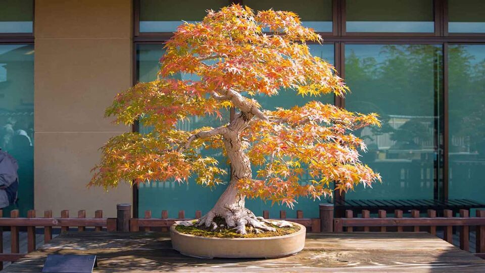 Japanese maple bonsai in Omiya bonsai village at Saitama, Japan