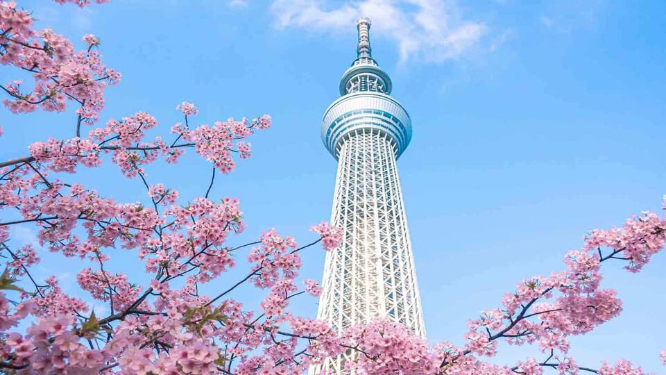 Tokyo Sky Tree and cherry blossom during spring. Tokyo Sky Tree is one of the famous landmark in Tokyo. It is the tallest structure in world when built.