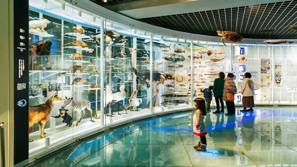National Museum of Nature and Science offers a wide variety of natural history exhibitions and interactive scientific experiences