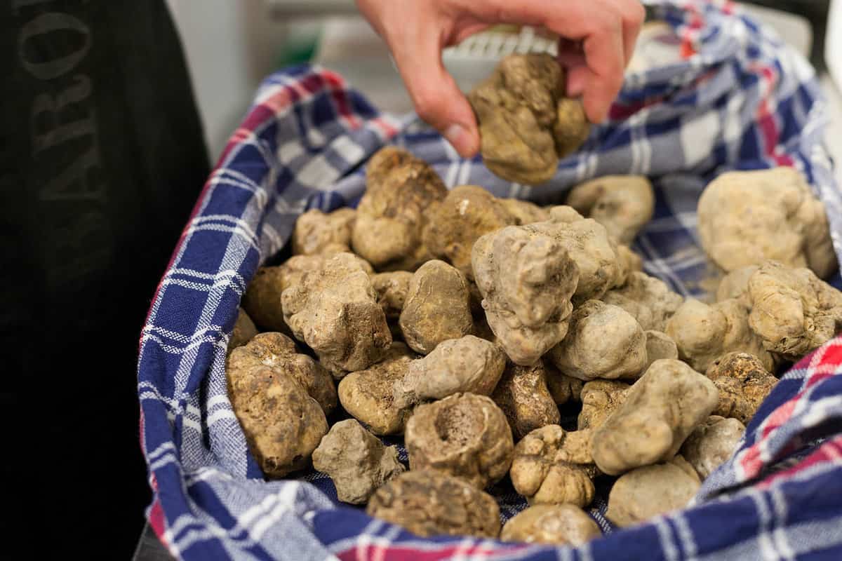 Still life of Alba's white truffle on the traditional canvas
