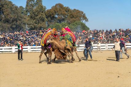 Camel wrestling festival with onlookers