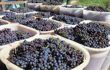 wine grapes in baskets in a Chianti vineyard