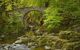 Forest with a lake covering with a bridge in the background