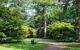 A pathway going through a neat garden with tall trees