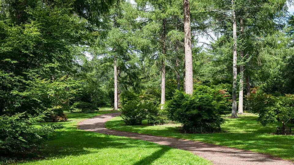 A pathway going through a neat garden with tall trees