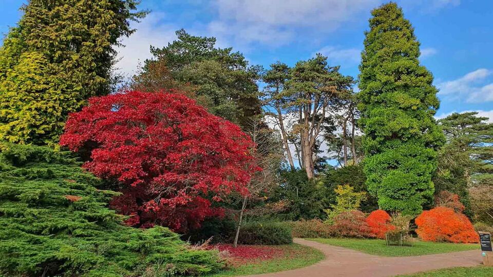 Different coloured trees in autumn in the Westonbirt Arboretum -