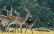 Fallow Deer New Forest Hampshire