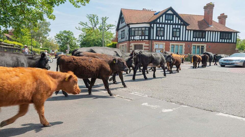 Cattle walking in road causing traffic jam at Brockenhurst village