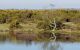 Reflections of the gorse and tree line at Hatchet Pond, New Forest National Park
