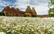 A low angle image of Oxeye daisies at Sissinghurst Castle Garden that covers the entire ground. The Oast Houses are seen in the background with their distinct cone shaped tops.