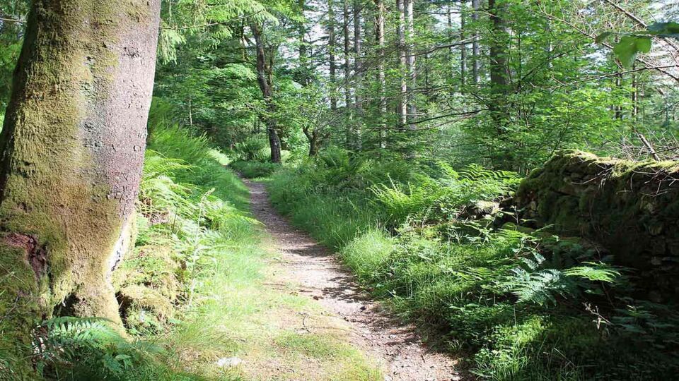 view down a trail in a forest