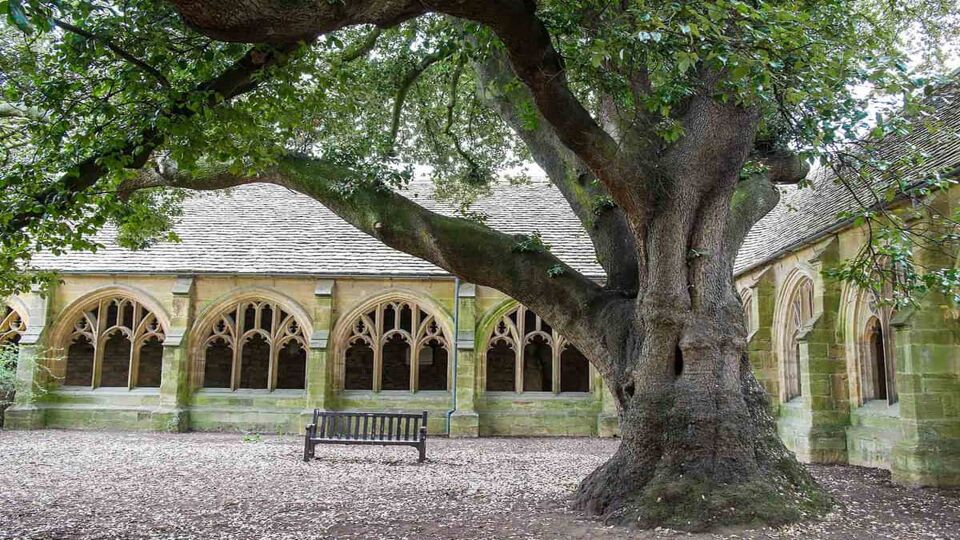 The outside of the cloisters at New College - where scenes from Harry Potter and the Goblet of Fire were filmed. The cloisters are low-lying sandstone buildings with bright pale green lichen climbing up the walls. The buildings have a line of large arched windows, and there is a bench in front of the building. In the foreground of the image to the right is a large and leaning old tree with dark green leaves.