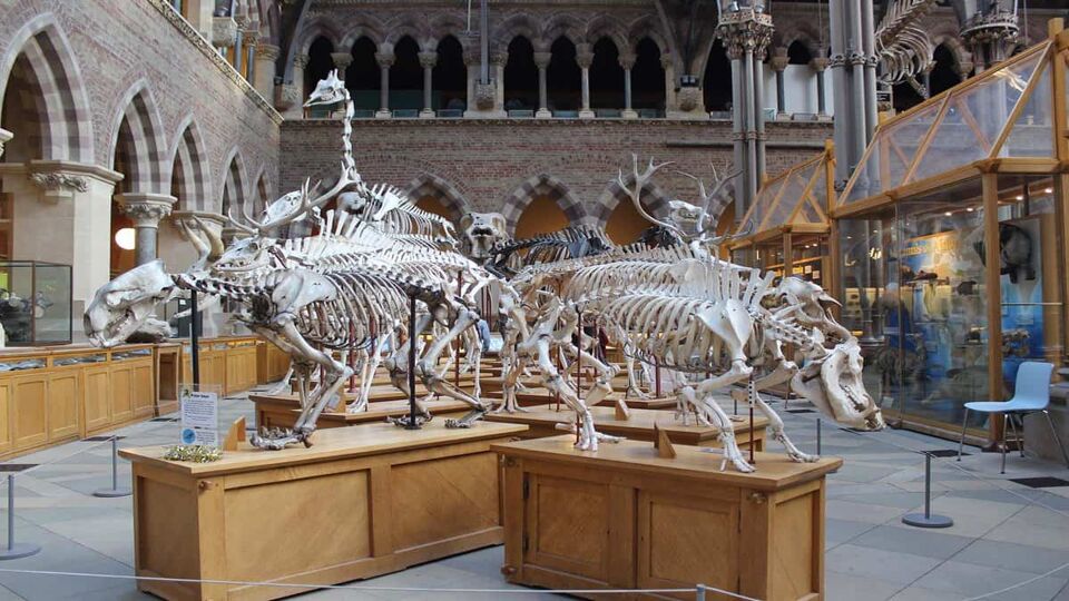 A closer shot of several skeletons, all displayed on pale wooden display plinths.