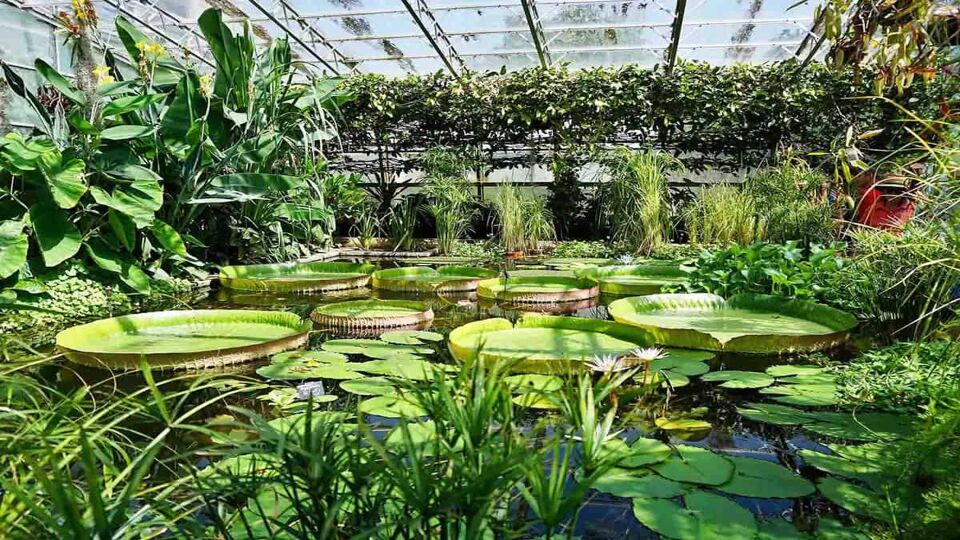A view inside the Oxford Botanic Garden. A small pond has lily pads floating on top, and there is lots of plants and greenery.