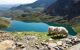 Track in Snowdonia National Park, North Wales, United Kingdom; view of the mountains and the lakes, two sheep