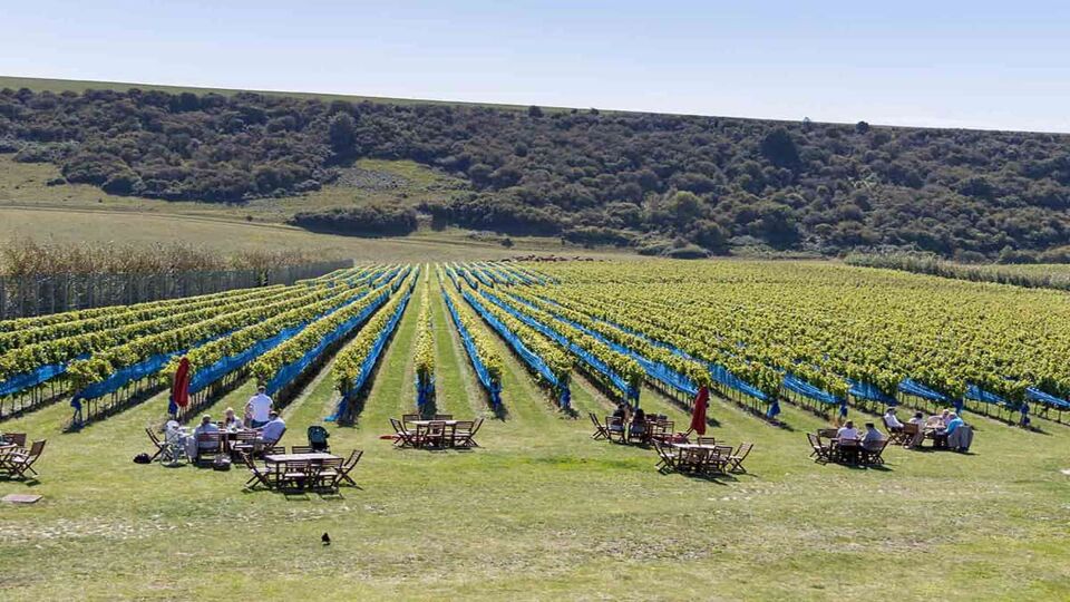 People enjoying a picnic in a vineyard near Alfriston in East Sussex. Rows of vineyard plants recede into the distance. Everything is lush and green.