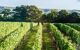 View of a vineyard with South Downs in background