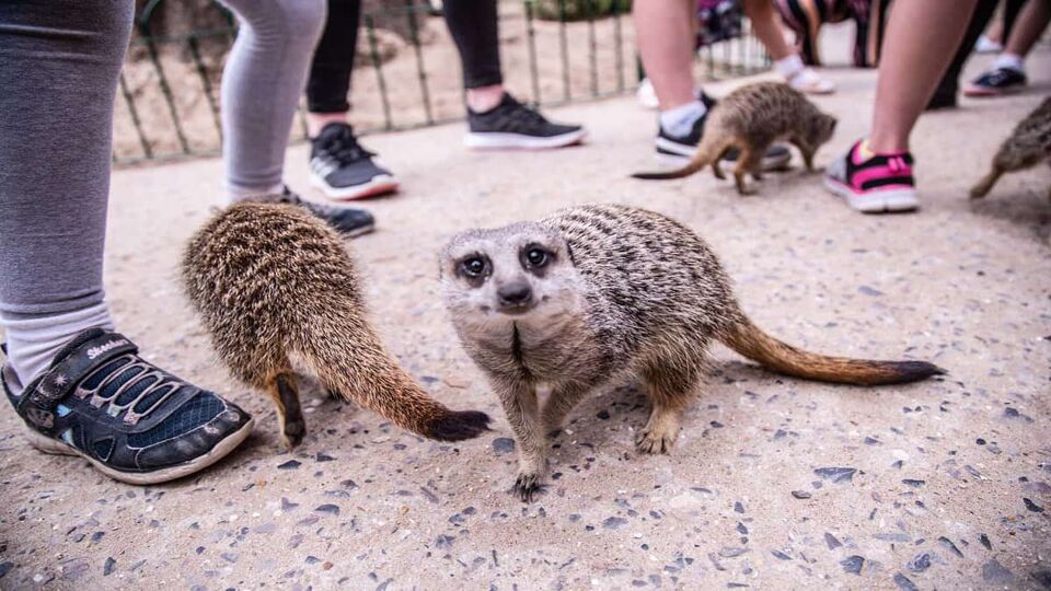 A close up of meerkats surrounded by tourists visiting the safari
