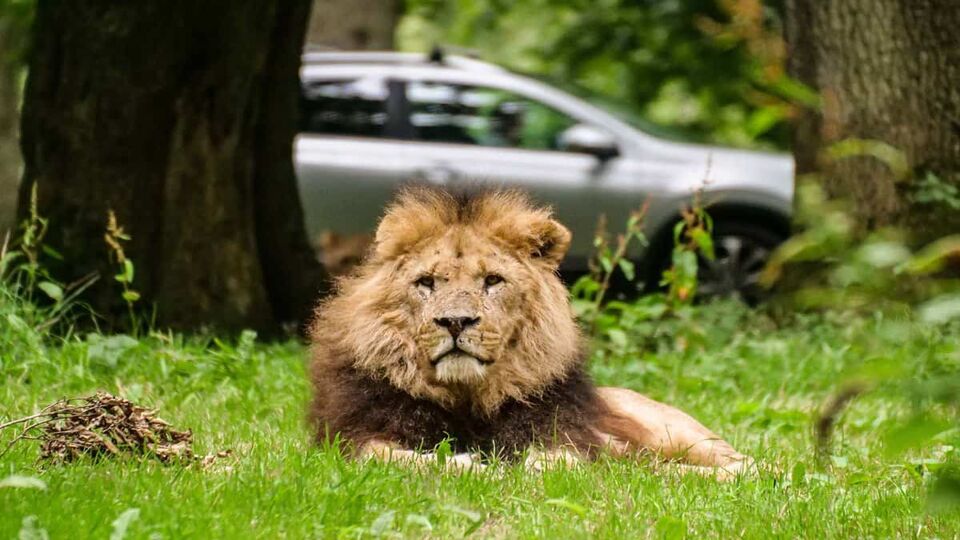 A lion laying down on the grass at the safari