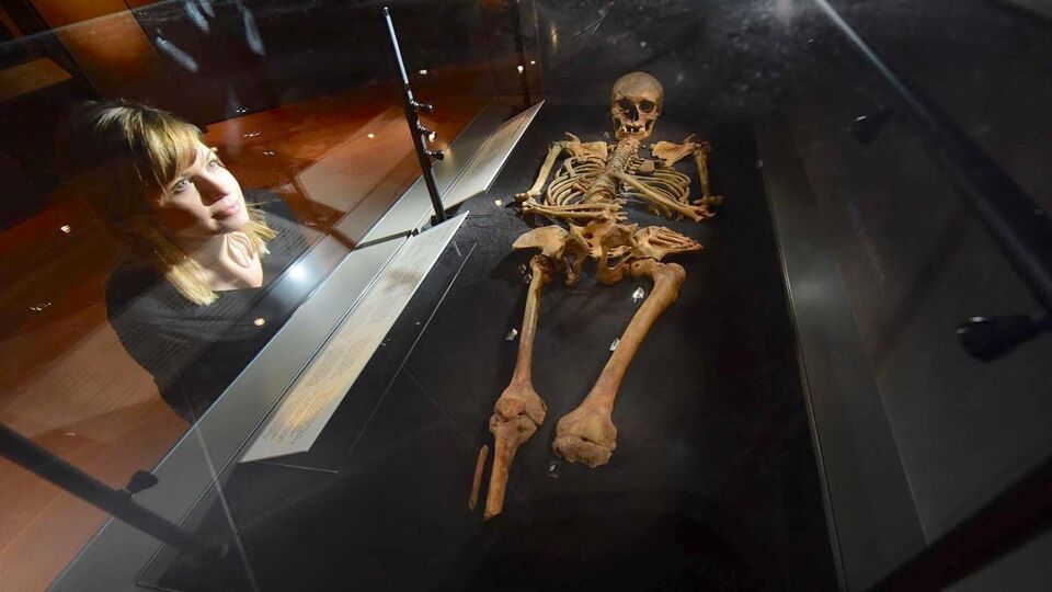 Person looking at human skeleton in a museum