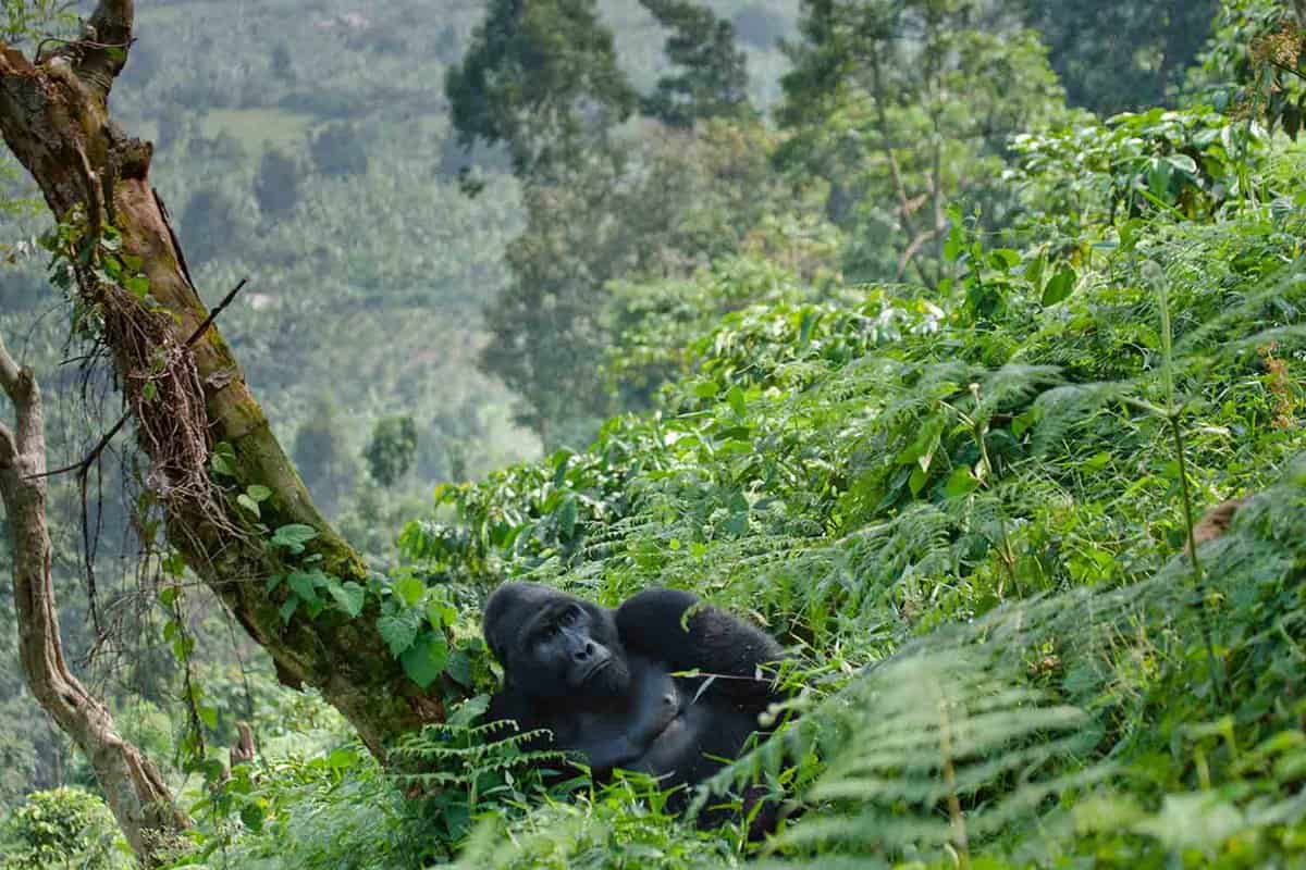 Large gorillas relaxing at the base of a tree on a forested hillside