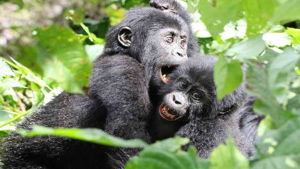 Close up of two baby gorillas playing