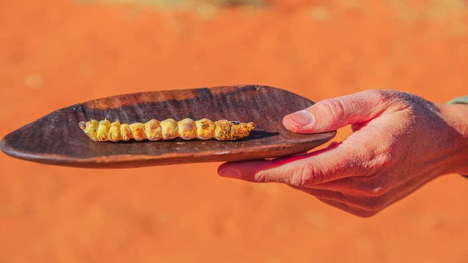 grubs on a leaf held out by a woman's hand