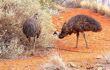 two emus foraging in the desert scrub