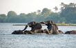 Elephants playing in the river Zambezi