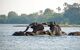 Elephants playing in the river Zambezi