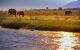A family of elephants beside the river Zambezi